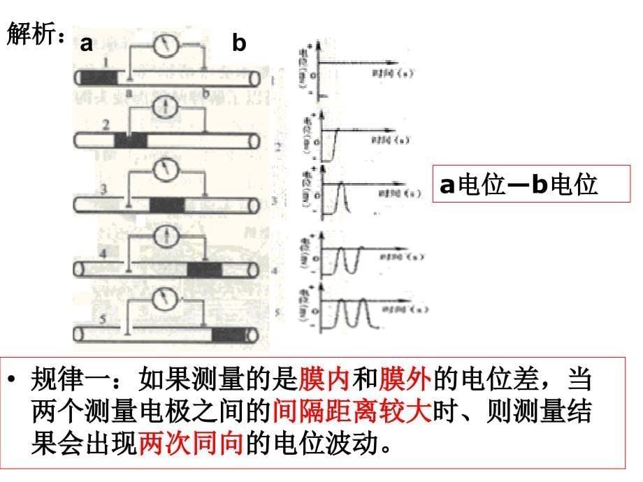 膜电位变化及其测量PPT课件_第5页