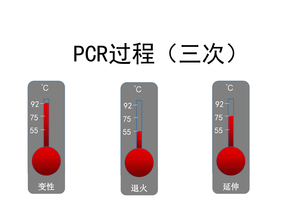 高中生物PCR模型动画_第1页