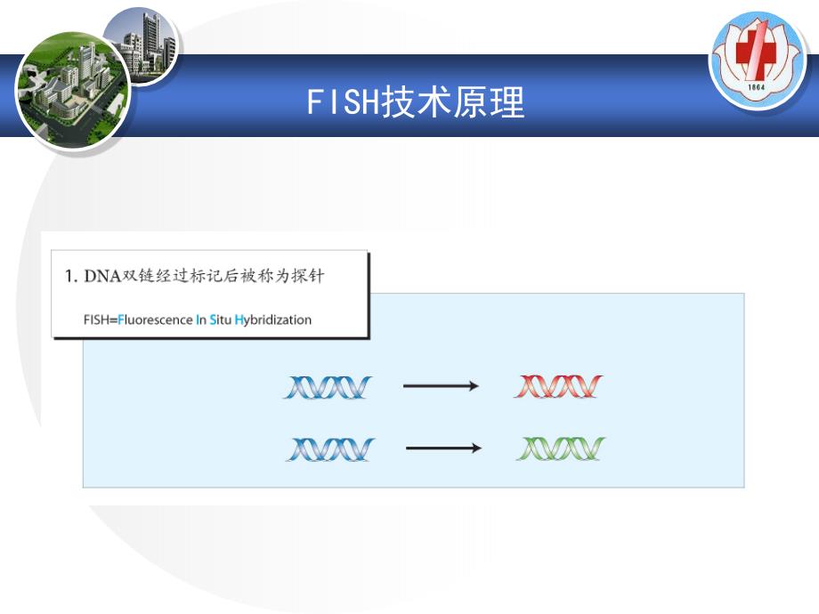 FISH技术在血液肿瘤中的应用课件_第3页