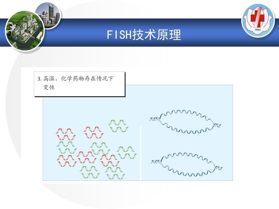 FISH技术在血液肿瘤中的应用课件_第5页