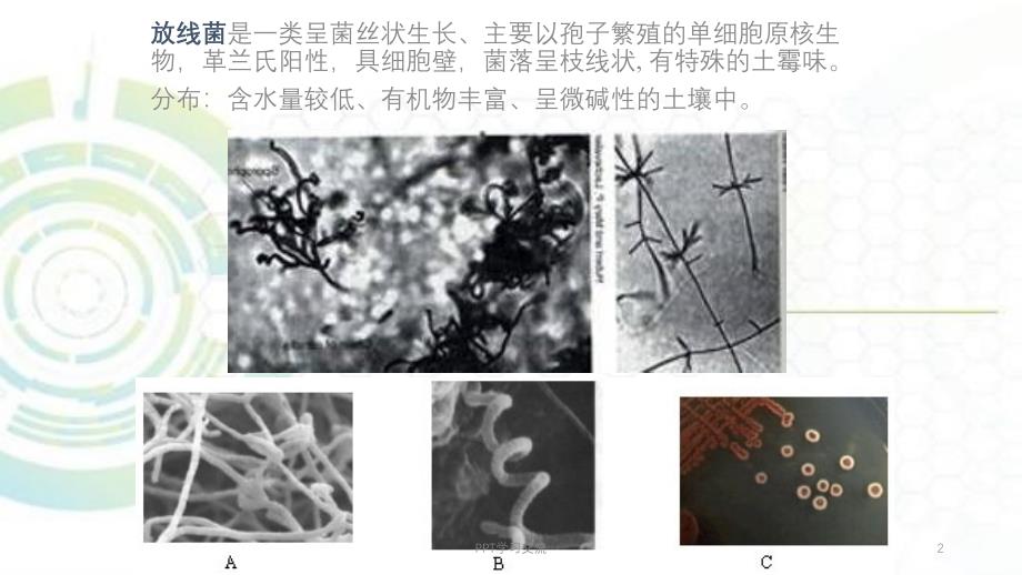 放线菌及其它病原性细菌ppt课件_第2页