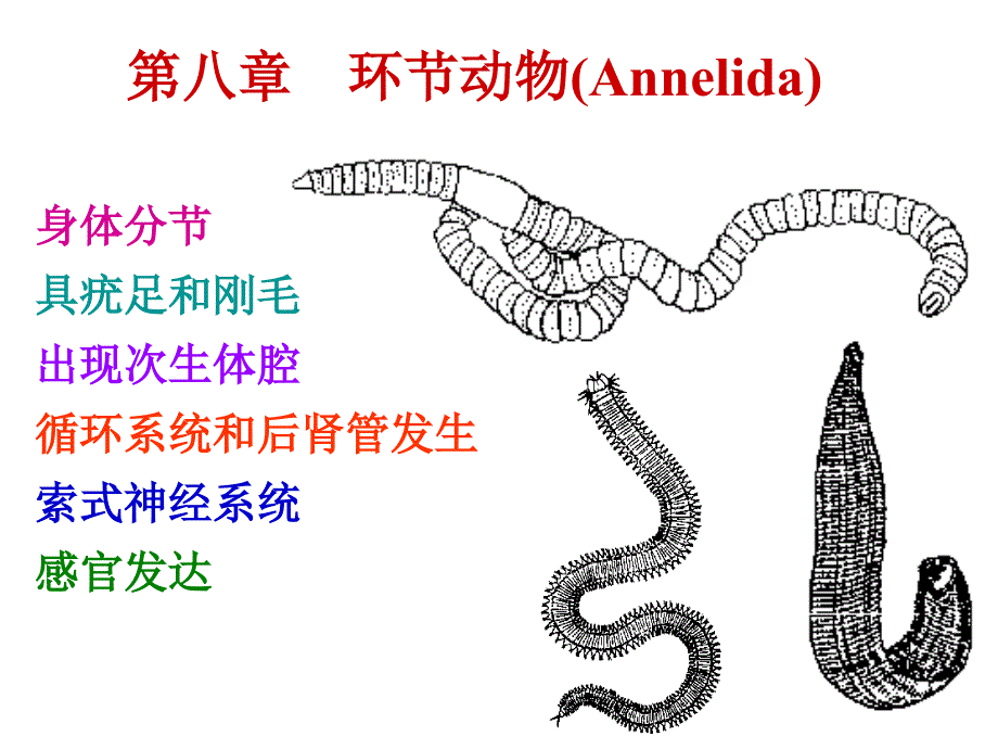 第八环动物Annlida_第1页