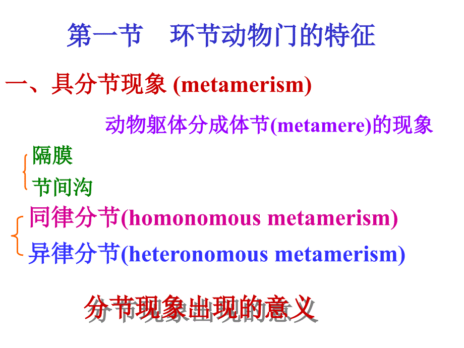 第八环动物Annlida_第2页