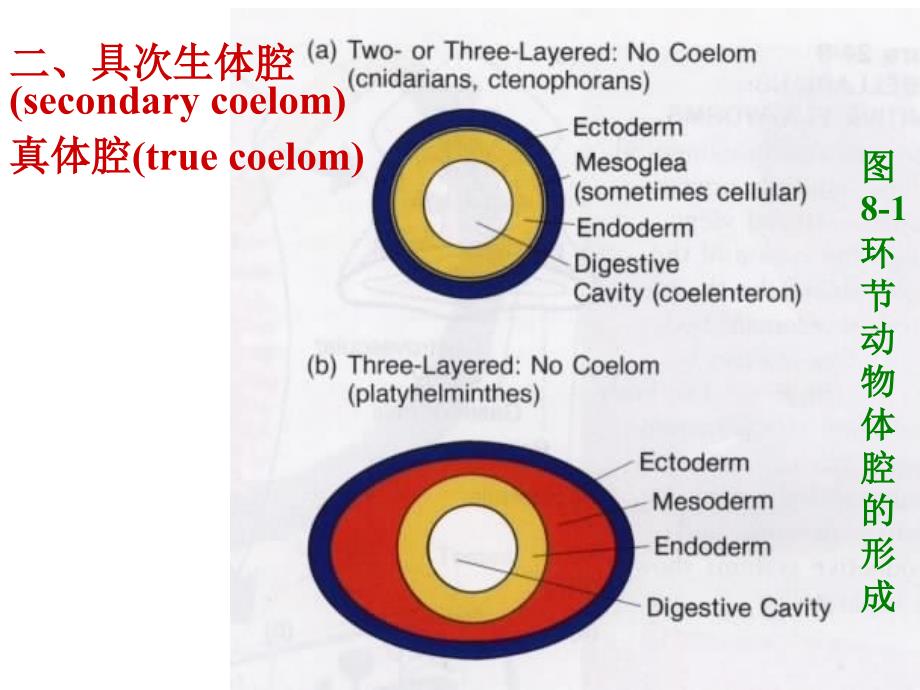 第八环动物Annlida_第3页