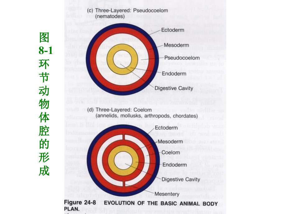 第八环动物Annlida_第4页