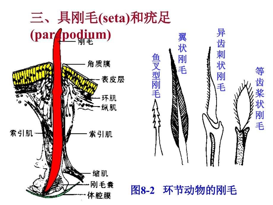 第八环动物Annlida_第5页