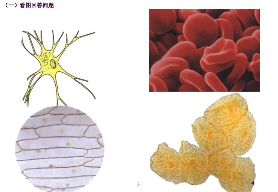 细胞的多样性和统一性3ppt课件_第4页