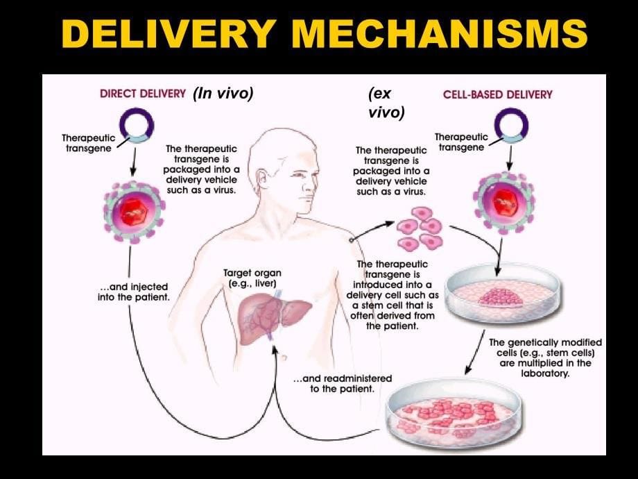 GENETHERAPYShifaCollegeofMedicineClassof基因疗法希法医学院级_第5页