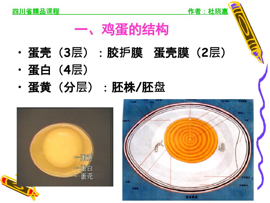 蛋的构造和品质鉴定_第4页