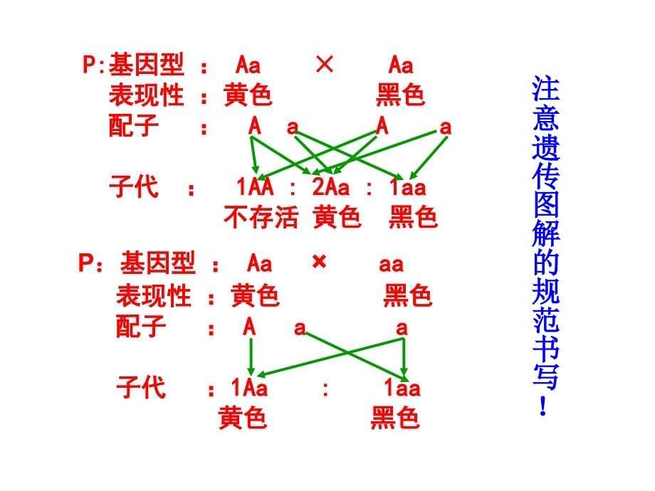 基因分离定律复习公开课_第5页