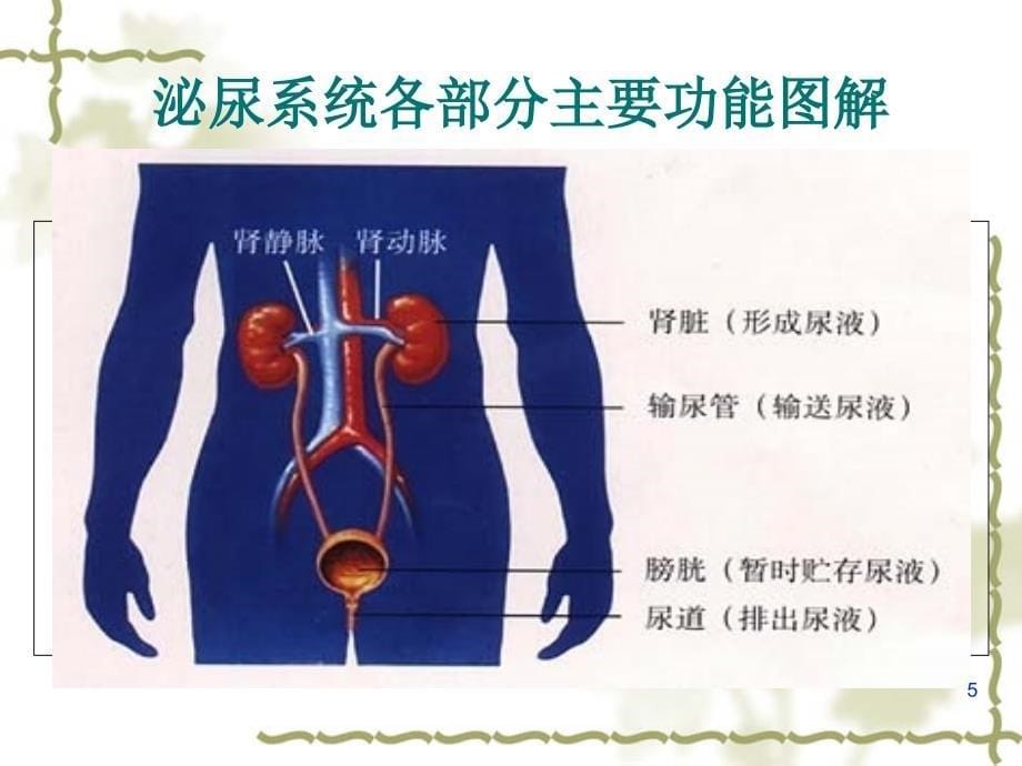 泌尿系结石病人的护理参考PPT_第5页