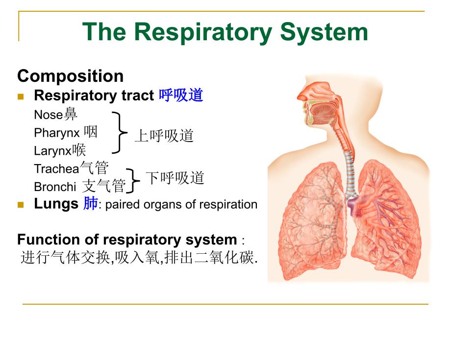 系统解剖学：The Respiratory System呼吸系统_第2页