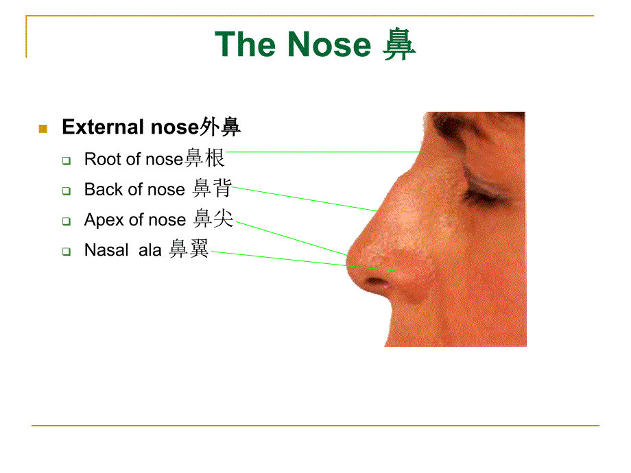 系统解剖学：The Respiratory System呼吸系统_第3页