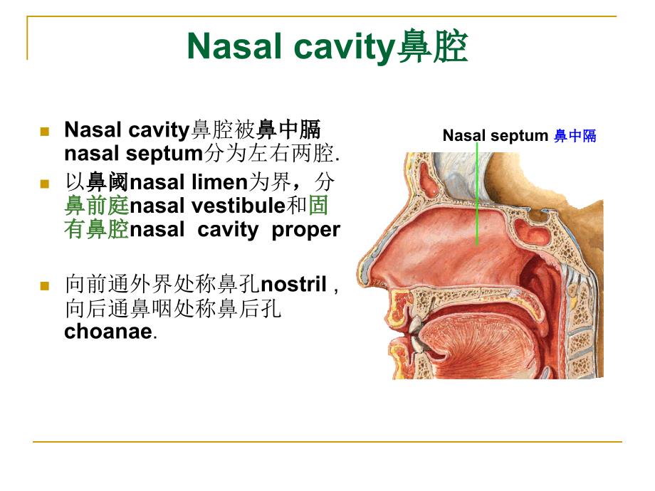 系统解剖学：The Respiratory System呼吸系统_第4页