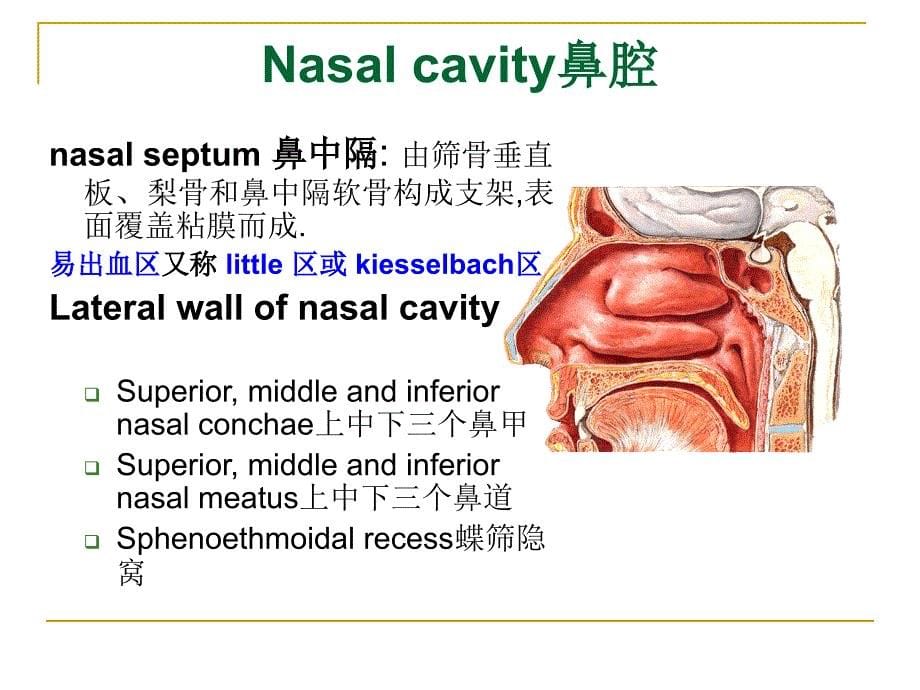 系统解剖学：The Respiratory System呼吸系统_第5页