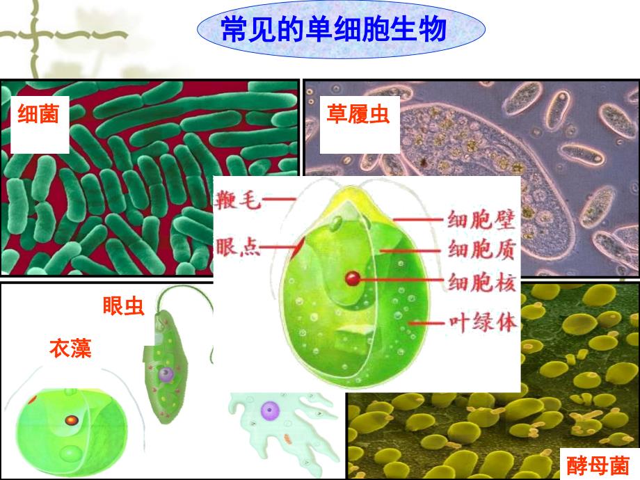 四节单细胞生物_第4页