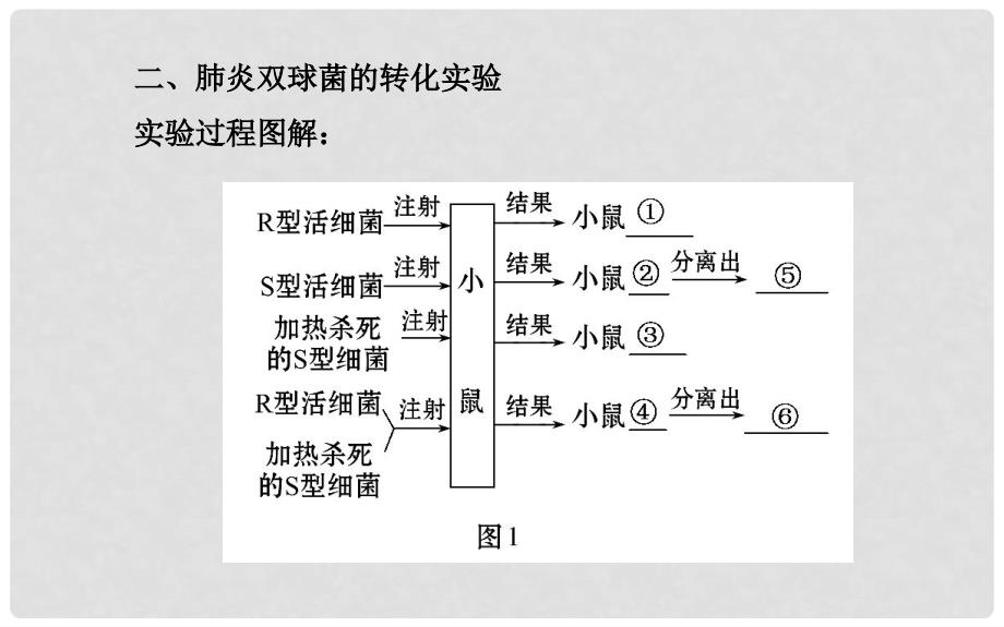 高中生物 第3章 第1节DNA是主要的遗传物质名师课件 新人教版必修2_第4页