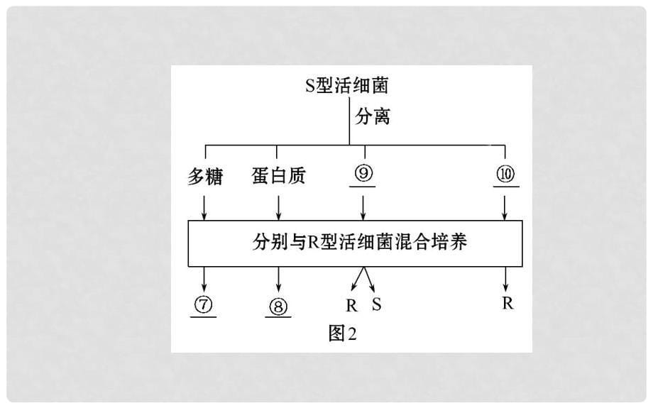 高中生物 第3章 第1节DNA是主要的遗传物质名师课件 新人教版必修2_第5页