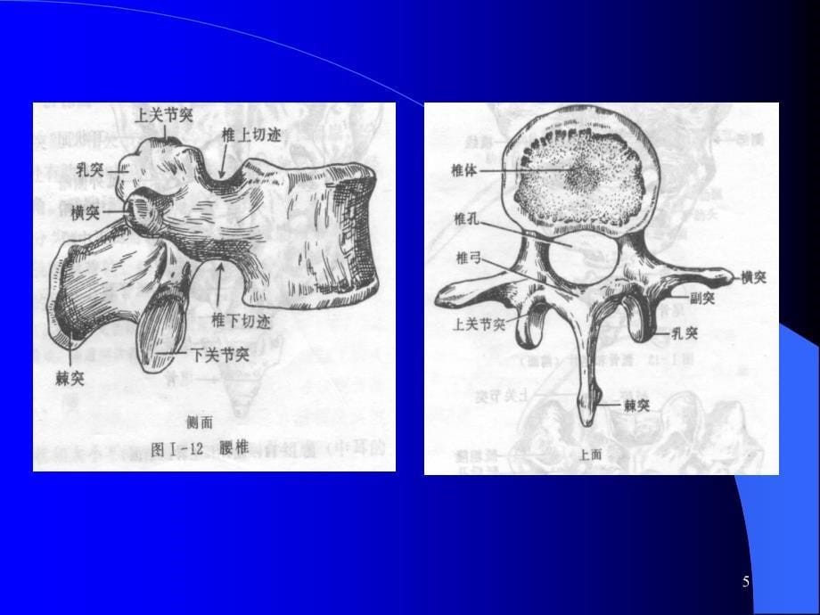 颈椎病的康复和预防保健ppt课件1_第5页