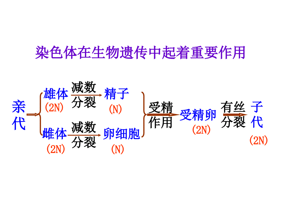 DNA是主要的遗传物质(枝江一中)_第2页