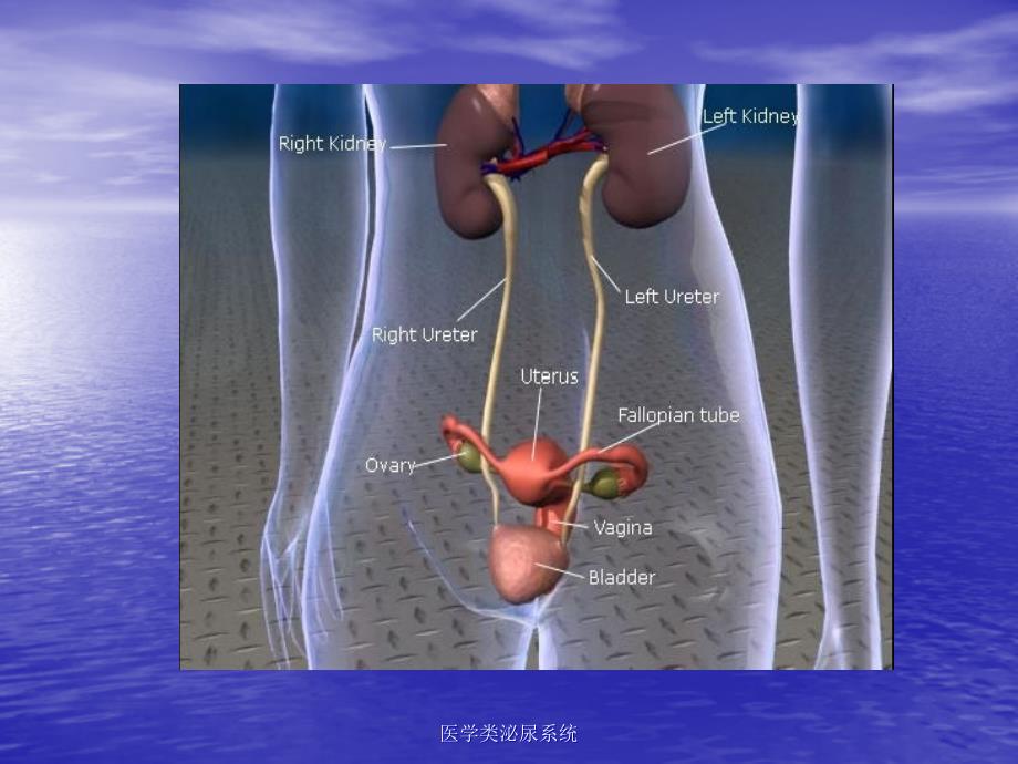 【泌尿系统】泌尿系统解剖生理_第3页