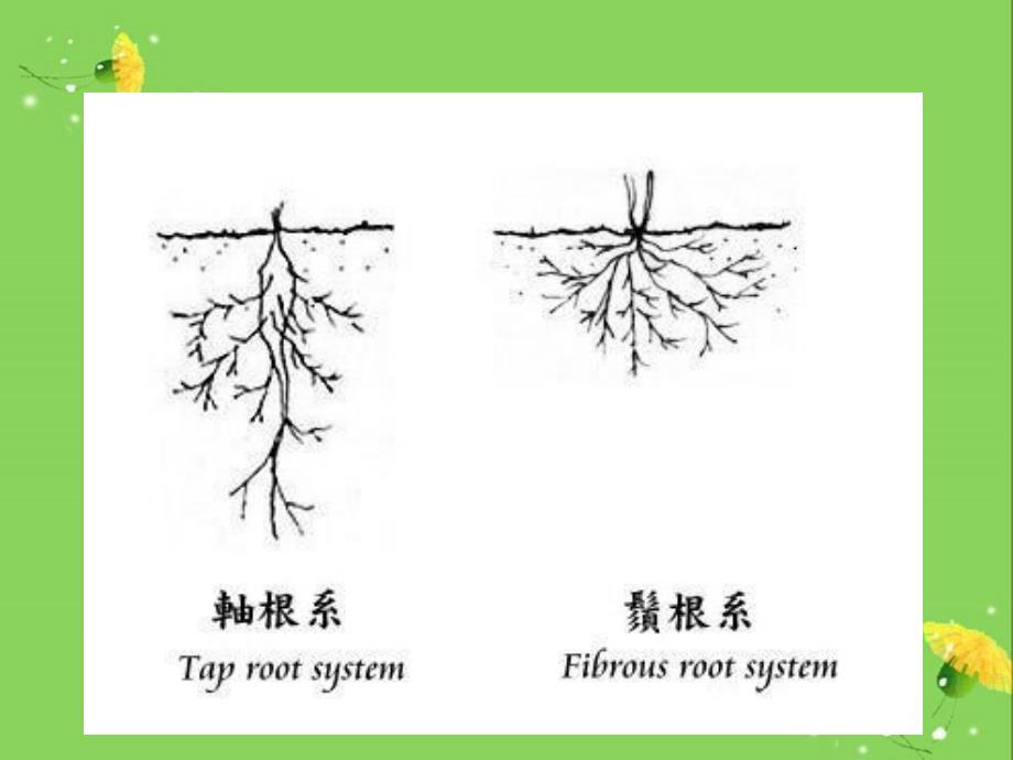 果树根系生长与施肥的关系_第3页