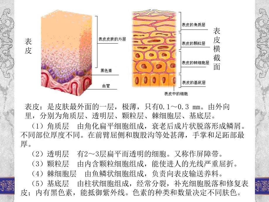 美容推拿减肥推拿5ppt课件_第2页