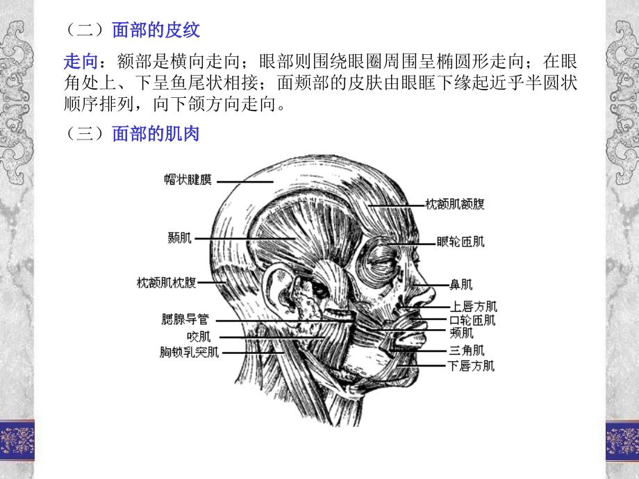 美容推拿减肥推拿5ppt课件_第3页