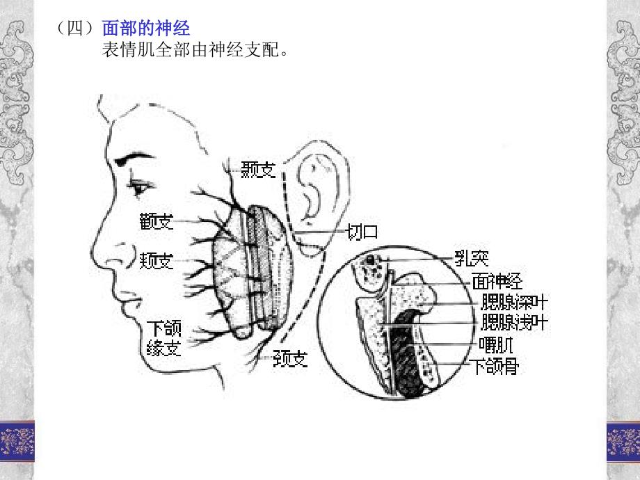 美容推拿减肥推拿5ppt课件_第4页