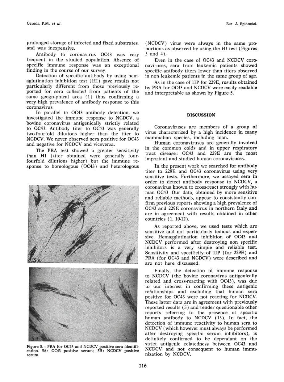 【病毒外文文献】1986 Prevalence of antibody to human coronaviruses 229E, OC43 and neonatal calf diarrhea coronavirus (NCDCV) in patients (1)_第5页