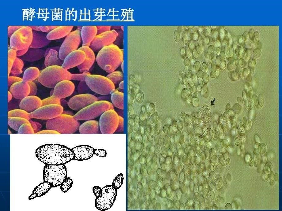 《生物的无性生殖》PPT课件_第5页