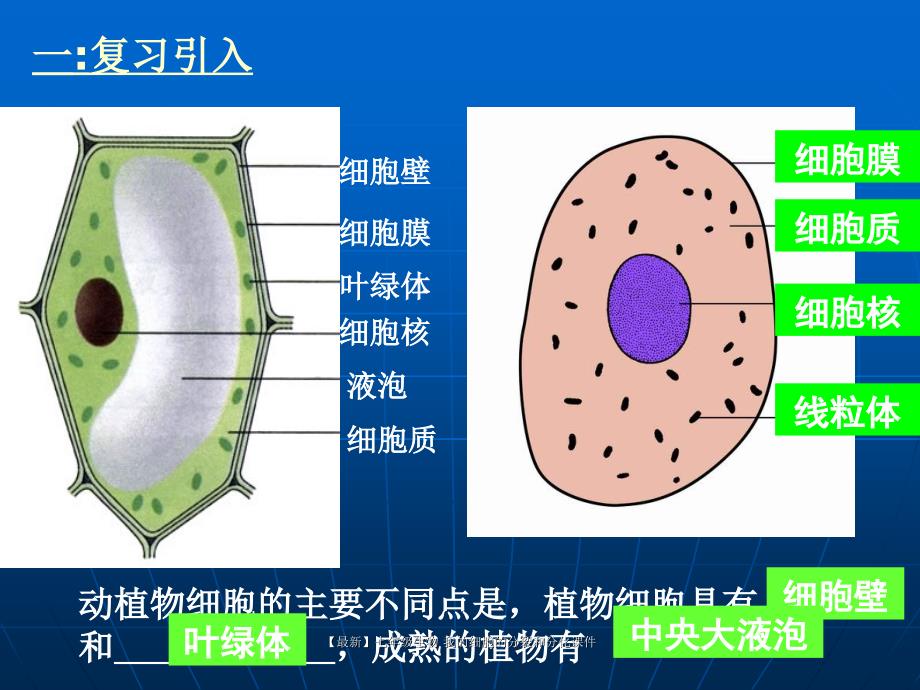 最新七年级生物我的细胞的分裂和分化课件_第3页