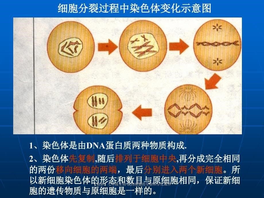 最新七年级生物我的细胞的分裂和分化课件_第5页