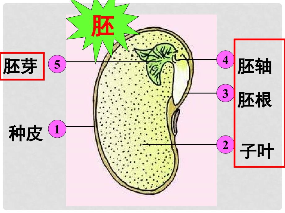 七年级生物上册 3.2.1 种子的萌发课件 （新版）新人教版_第3页