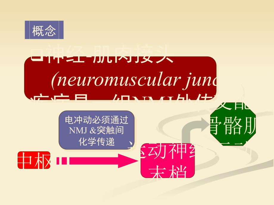 神经-肌肉接头疾病_第4页