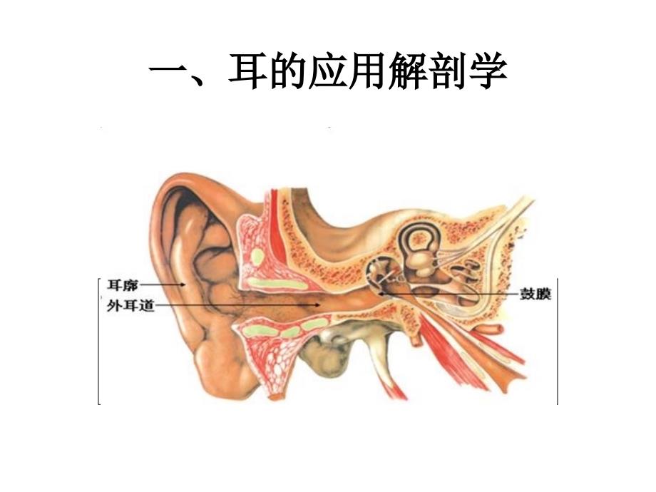 《耳的应用解剖》PPT课件_第1页