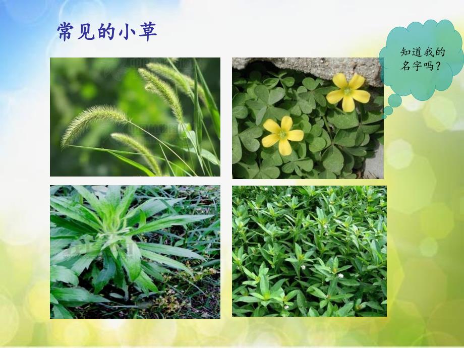 教科小学科学三上《1.3、大树和小草》PPT课件(3)_第4页