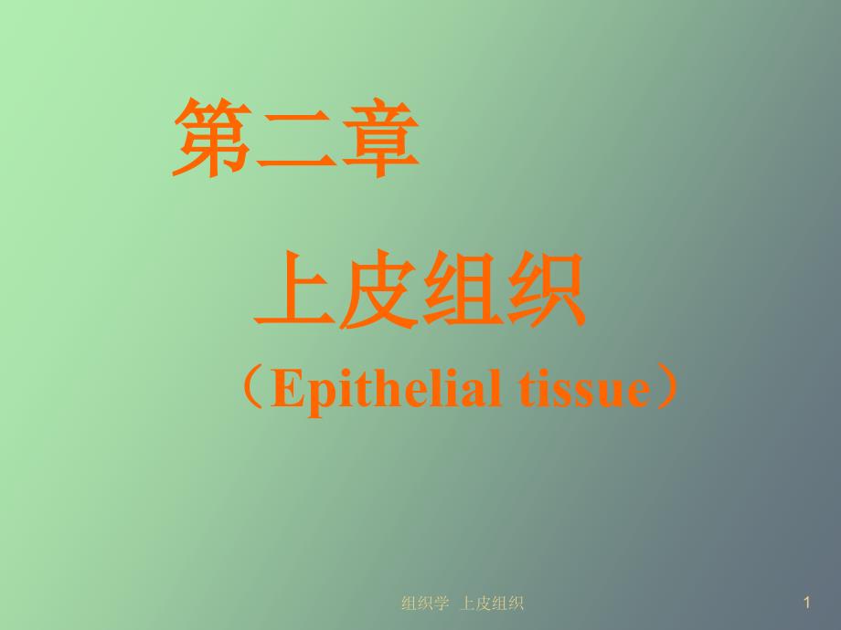 组织学与胚胎学上皮组织_第1页