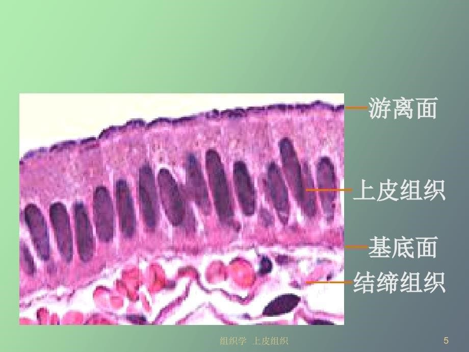 组织学与胚胎学上皮组织_第5页