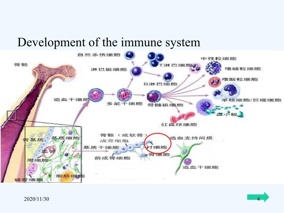 免疫系统发育_第4页