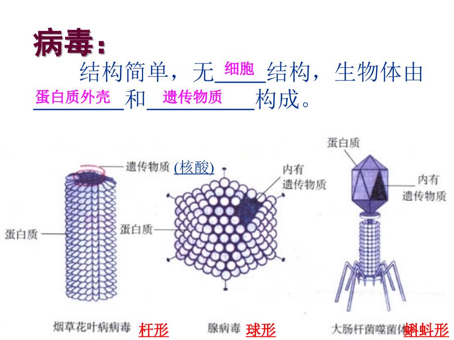 微生物复习_第3页