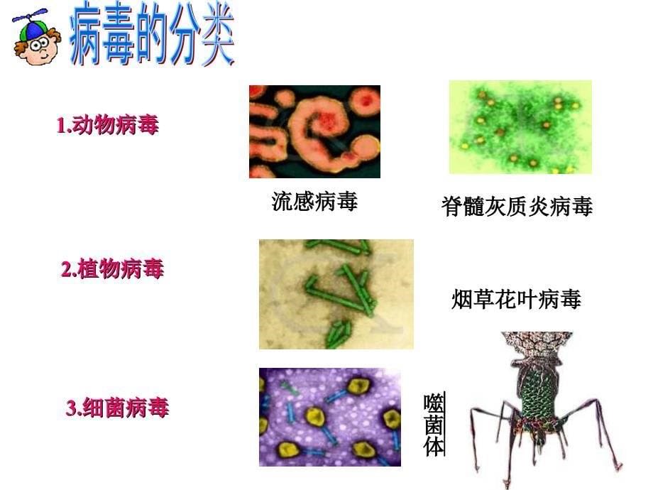 微生物复习_第5页