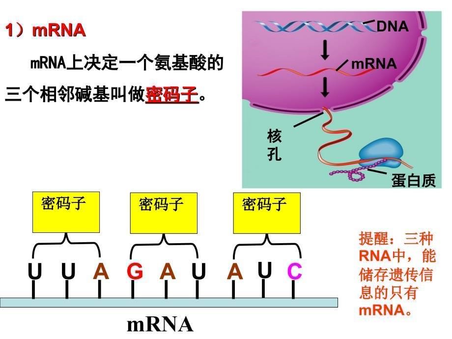 基因的表达与基因对性状的控制_第5页