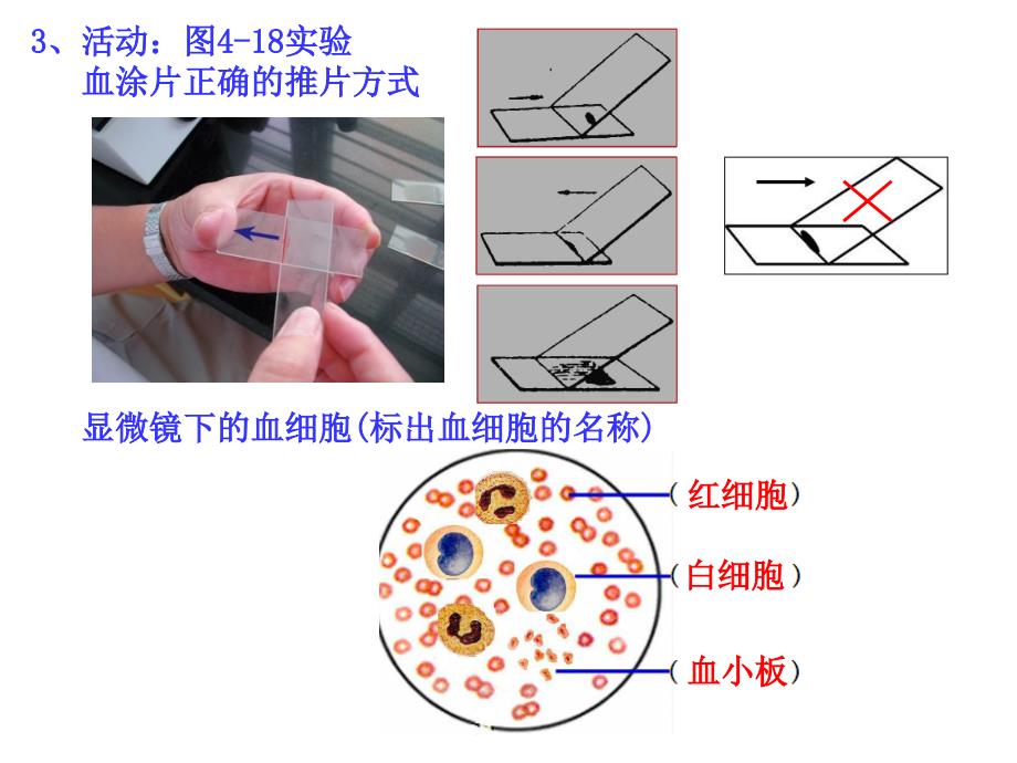 九上431体内物质的运输一_第3页