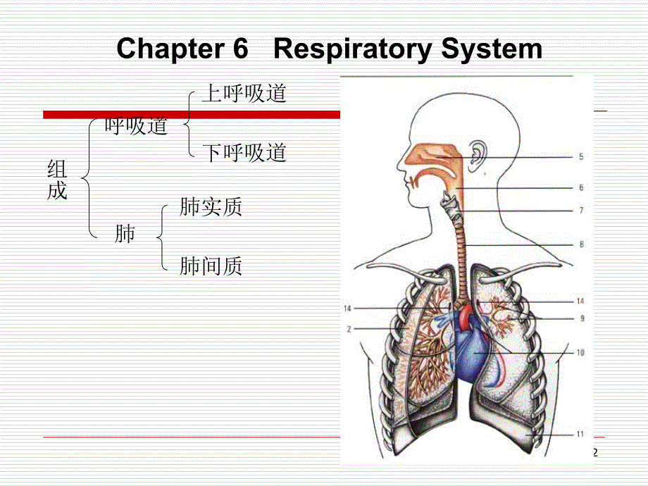 呼吸系统解剖_第2页