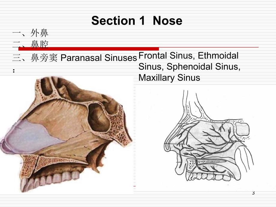 呼吸系统解剖_第3页