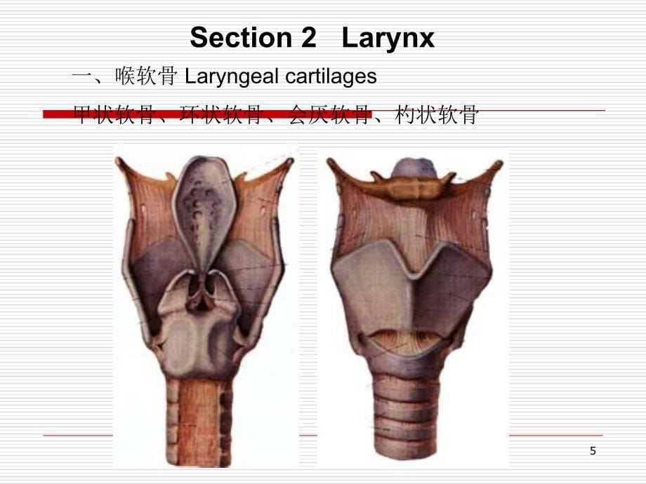 呼吸系统解剖_第5页