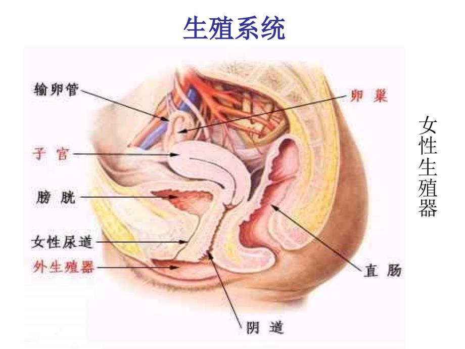 九年级生物青期卫生_第2页