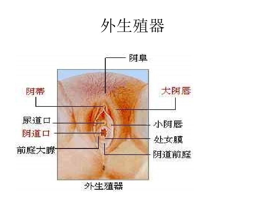 九年级生物青期卫生_第4页