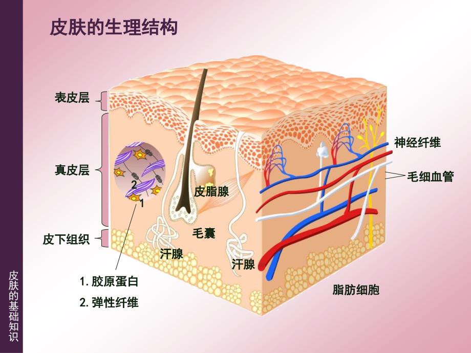 皮肤的基础知识ppt课件_第3页